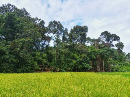 views of rice fields and large trees from a distance