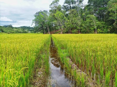Téléchargez les photos : Vue sur les rizières et les grands arbres à distance - en image libre de droit