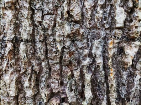 The bark texture is interesting to look at