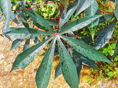 Cassava leaves visible after rain