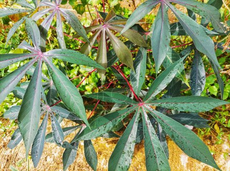 Cassava leaves visible after rain