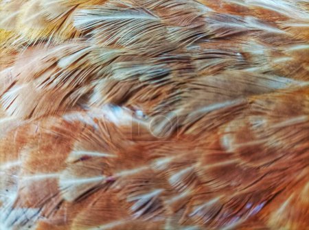 el patrón de las plumas de una gallina ponedora