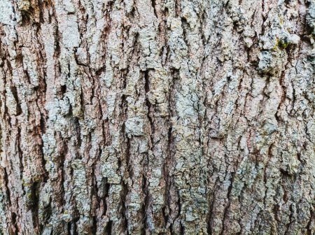 The texture of the bark is interesting to look at