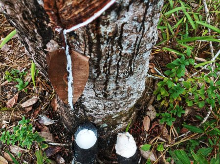 freshly incised local rubber stems to extract the sap