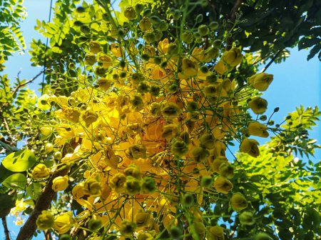 Cassia fistula (Golden rain tree) flowers