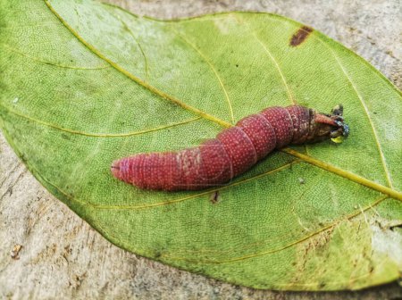 Reddish larval caterpillars on the leaves