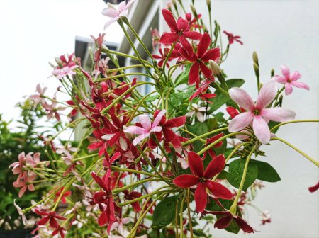 The beautiful Dutch jasmine flower is an ornamental plant