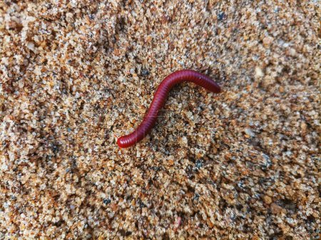 Orugas milipede se pueden ver en montones de arena