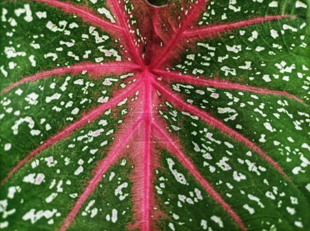 beautiful red star caladium ornamental plant