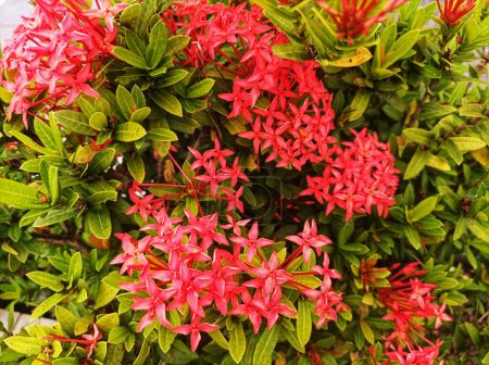 beautiful red ashoka ornamental plant