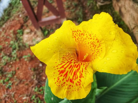 beautiful yellow humbert canna flowers