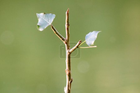 White butterfly on a branch in the park