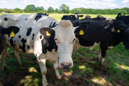 Vaca en un pasto de verano. Manada de vacas pastando en los Alpes. Vacas Holstein en pastos de verano. Vaca madura en el campo de hierba. Vacas comiendo hierba en el pasto. Granja de vacas. Vacas pastando en pastos