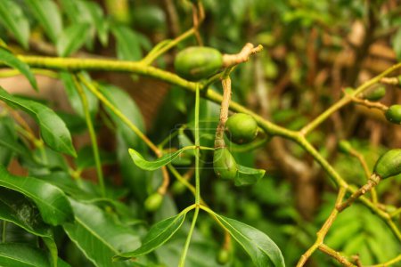 Frische Kedongdong-Früchte hängen immer noch vom Zweig ab, schmecken säuerlich und köstlich und werden oft in ASEAN-Ländern gefunden