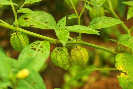 Physalis angulataor ciplukan or seletupan is another name for golden fruit or golden berries or morel berries or goose cape berries or balloon berries which grow a lot in tropical rainforests.