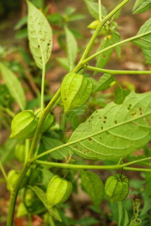Physalis angulataor ciplukan oder seletupan ist ein anderer Name für goldene Früchte oder goldene Beeren oder Morcheln oder Gänsekapbeeren oder Ballonbeeren, die viel in tropischen Regenwäldern wachsen.
