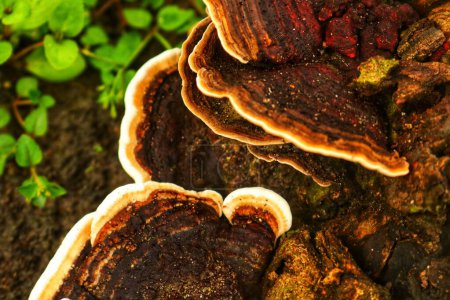 ungus (Trametes versicolor) on rotting fallen trees which contains benefits for curing cancer but must be managed properly
