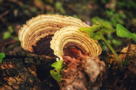 ungus (Trametes versicolor) on rotting fallen trees which contains benefits for curing cancer but must be managed properly