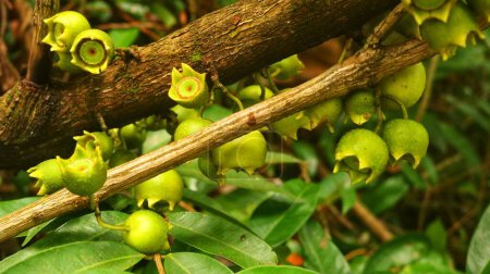 Manzana de Montana Frucht (Bellucia Axinanthera oder Bellucia Pentamera). Tropische Pflanzenarten aus der Familie der Melastomataceae in der Ordnung der Myrten. hat Vitamine und einen süßen Geschmack