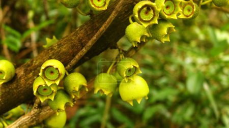Manzana de Montana Frucht (Bellucia Axinanthera oder Bellucia Pentamera). Tropische Pflanzenarten aus der Familie der Melastomataceae in der Ordnung der Myrten. hat Vitamine und einen süßen Geschmack