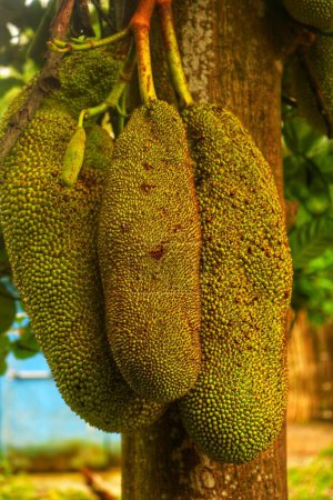 fertile jackfruit (Artocarpus heterophyllus) Close-up view of a growing jackfruit plant. Young Jackfruit Tree. Jackfruit fruit hanging on a tree in a tropical fruit garden. cared for by farmers
