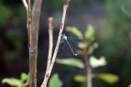 Libélula. Imagen abstracta y mágica de la silueta de libélula y la luciérnaga volando en el bosque nocturno. Concepto de cuento de hadas