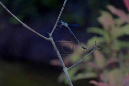 Dragonfly. Abstract and magical image of dragonfly silhouette and Firefly flying in the night forest. Fairy tale concept