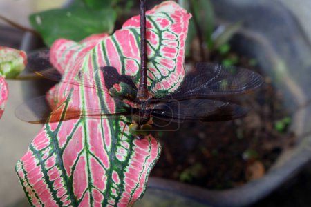 Libelle. Abstraktes und magisches Bild von Libellensilhouette und Glühwürmchen, die im nächtlichen Wald fliegen. Märchenkonzept