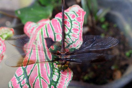 Libelle. Abstraktes und magisches Bild von Libellensilhouette und Glühwürmchen, die im nächtlichen Wald fliegen. Märchenkonzept