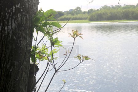 lebendiger Baum im Wasser. mit Flusswasser im Hintergrund. blauer Himmel und Pflanzen im Wasser. die Frucht dieser Pflanze ist essbar. Pflanzen schützen den Boden vor Abrieb