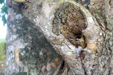 Hormigas negras que viven en madera con un fondo muy bonito y atractivo de ramas de madera. viven y ponen huevos en ramas de madera muertas