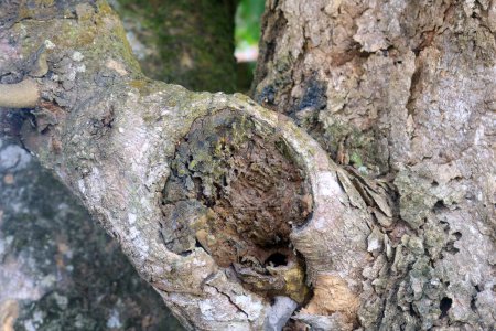 Schwarze Ameisen leben in Holz mit einem sehr schönen und attraktiven Hintergrund aus hölzernen Zweigen. Lebend Eier in Totholzzweige legen