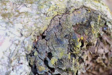 Hormigas negras que viven en madera con un fondo muy bonito y atractivo de ramas de madera. viven y ponen huevos en ramas de madera muertas