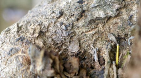 Schwarze Ameisen leben in Holz mit einem sehr schönen und attraktiven Hintergrund aus hölzernen Zweigen. Lebend Eier in Totholzzweige legen