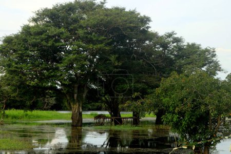 living tree in water. with river water in the background. blue sky and plants in the water. the fruit of this plant is edible. Plants protect the soil from abrasion