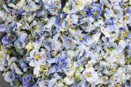 a mass of pansy flowers