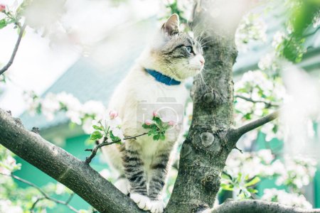 Photo for Siamese cat on a blossoming apple tree - Royalty Free Image