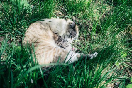 Photo for Siamese cat in green grass - Royalty Free Image