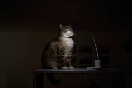       Siamesische / thailändische Katze wärmt sich unter einer USB-Lampe im Regal