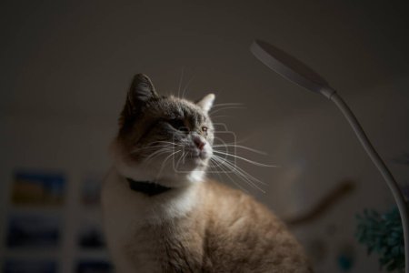       Siamesische / thailändische Katze wärmt sich unter einer USB-Lampe im Regal