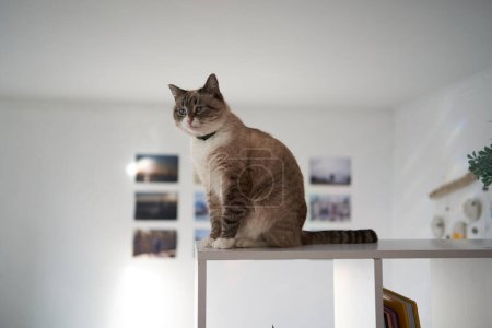                            a Siamese/Thai cat sits on a white shelf divides the room into two parts, separating the work area from the bed                                   
