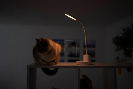 Téléchargez les photos : Siamois / Thaï chat se réchauffe sous une lampe USB sur une étagère zonage le roo - en image libre de droit