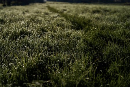 Foto de Una hierba cubierta de rocío matutino y telarañas al amanecer, fondo - Imagen libre de derechos