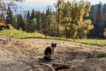       a stray black-and-white cat sitting on the road in the forest                         