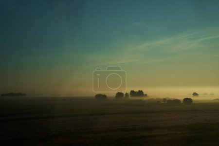                    the trees in a field shrouded in fog at dawn from a bus window            