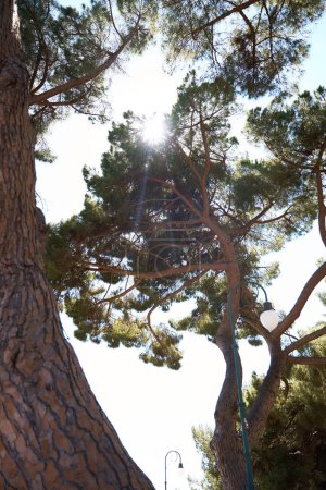             the  sun rays shine through Pinus pinea on a summer day                  