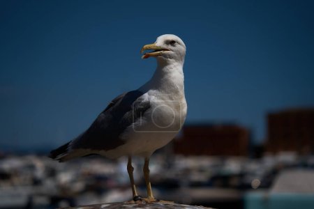     open beaked seagull perched on a post in Portofino                     