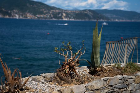                    the succulents grow on the rocky surface of the Italian coast            