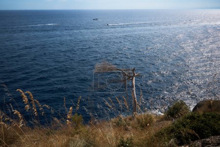 withered tree on the edge of a hill near the mediterranean sea with sailing yachts         