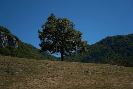               a tree on a hillside, a relaxing location overlooking Lake Como                 